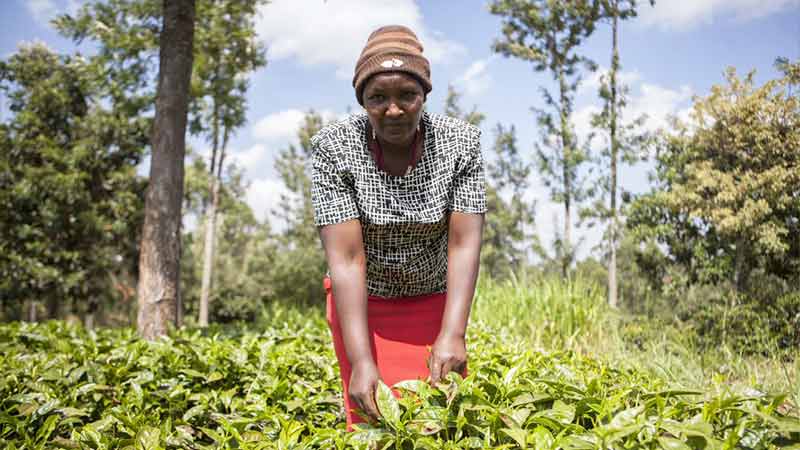 woman working in field